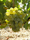 grenache