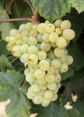 grenache