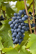 grenache