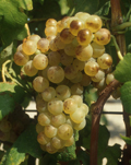 grenache