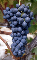 grenache
