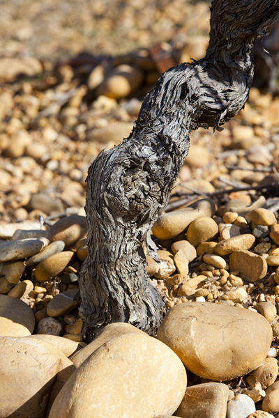 Galets pied de vigne
