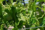 Vigne côtes du rhône